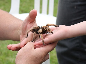 Survey finds holding a tarantula is more appealing than going to the dentist